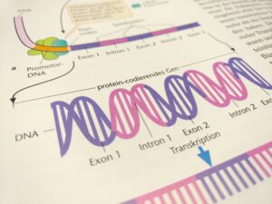 Foto einer Abbildung aus einem Genetik-Lehrbuch
